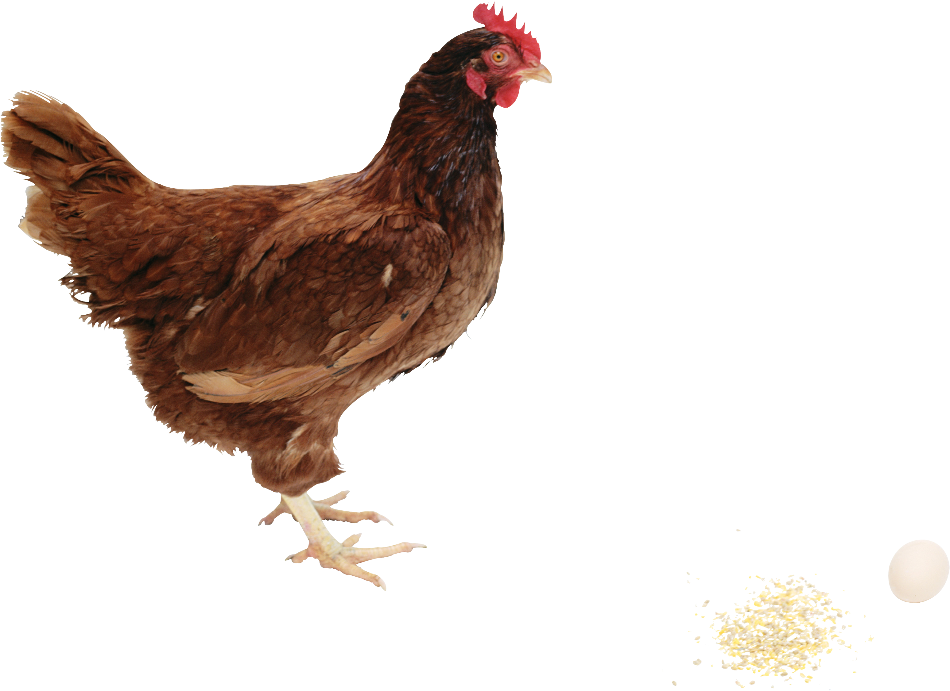 Chicken Png Image - Hen Png Clipart (3567x2796), Png Download