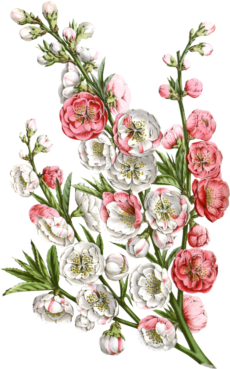 Pink Hd Beautiful Flower Png Element Free Vector - Flower Clipart (1024x1280), Png Download
