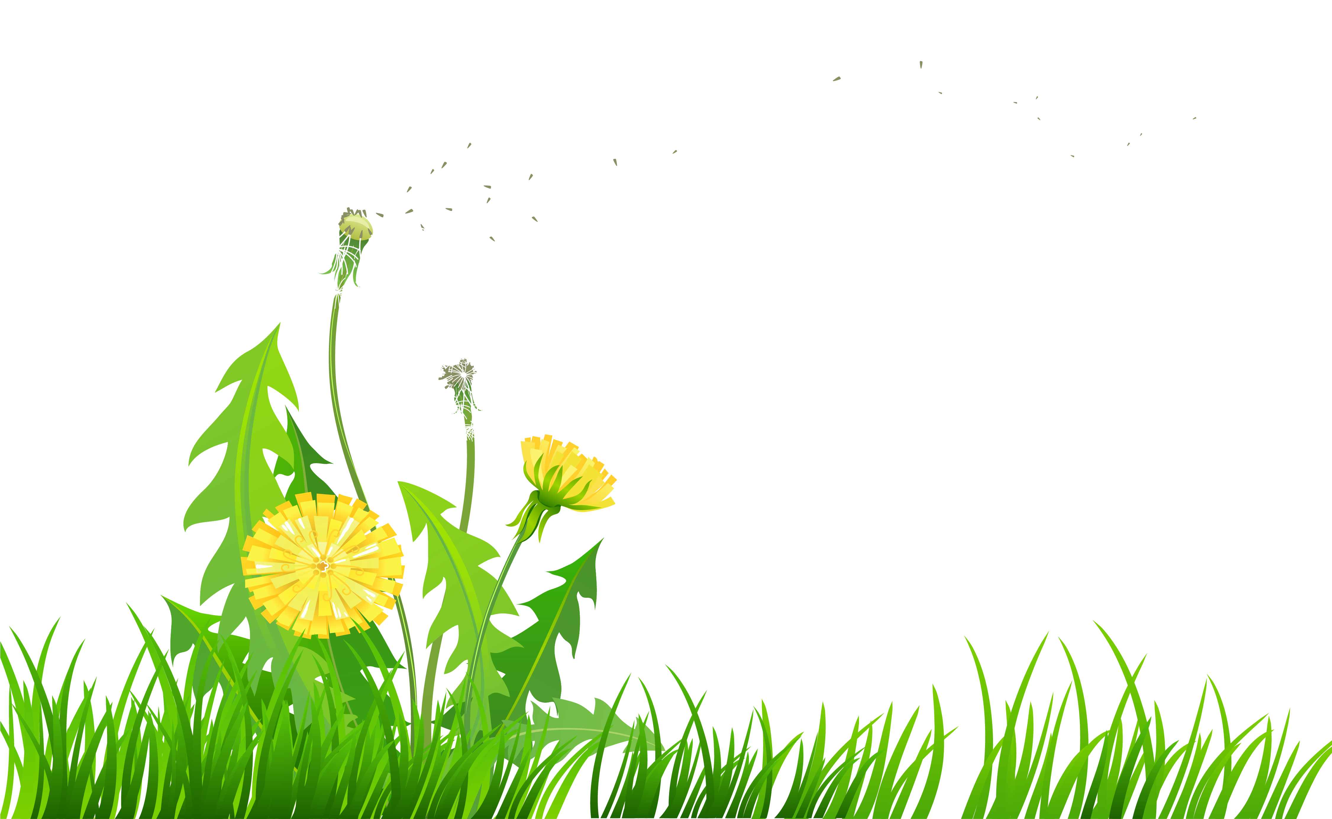 Dandelions Clip Art - Png Download (4502x2882), Png Download
