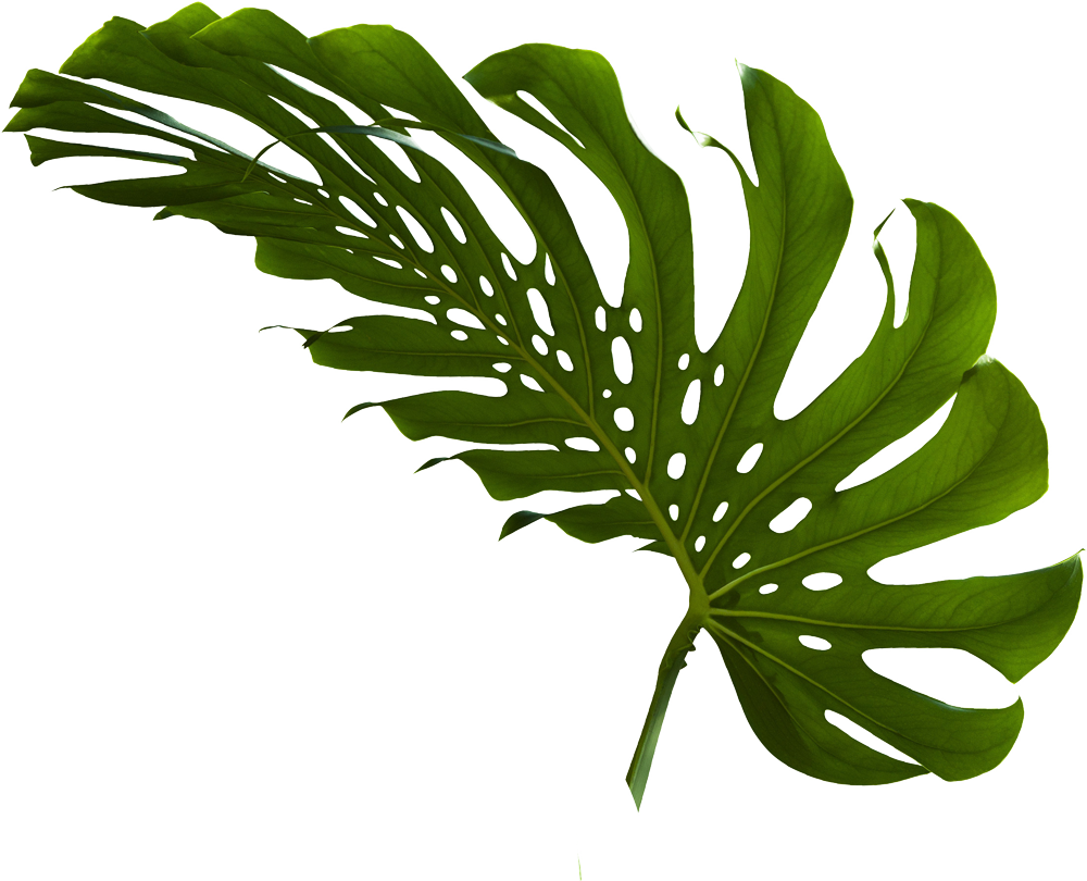 100% Clipart (1000x810), Png Download