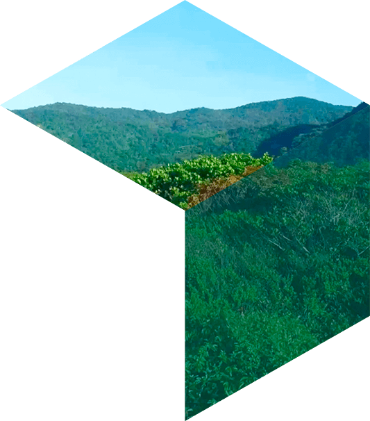 Bricks Ventures , Png Download - Grass Clipart (533x606), Png Download