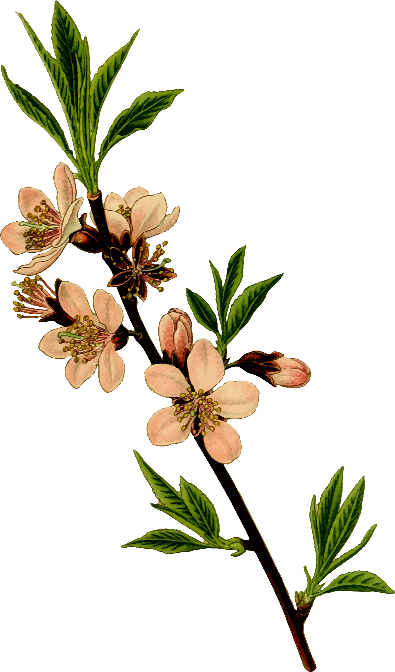 Almond Tree Picture Freeuse Stock - Almond Flower Clip Art - Png Download (1386x2354), Png Download