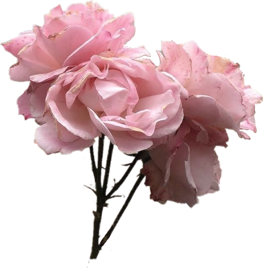 Vintage Pink Rose Flower Tumblr Pinkflower Pinkrose - Vintage Pink Flowers Clipart (860x877), Png Download