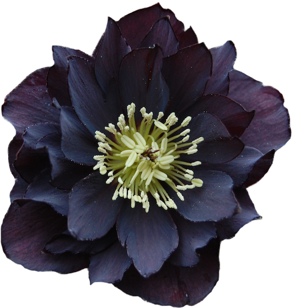 614 X 622 29 - Flores Png Clipart (614x622), Png Download