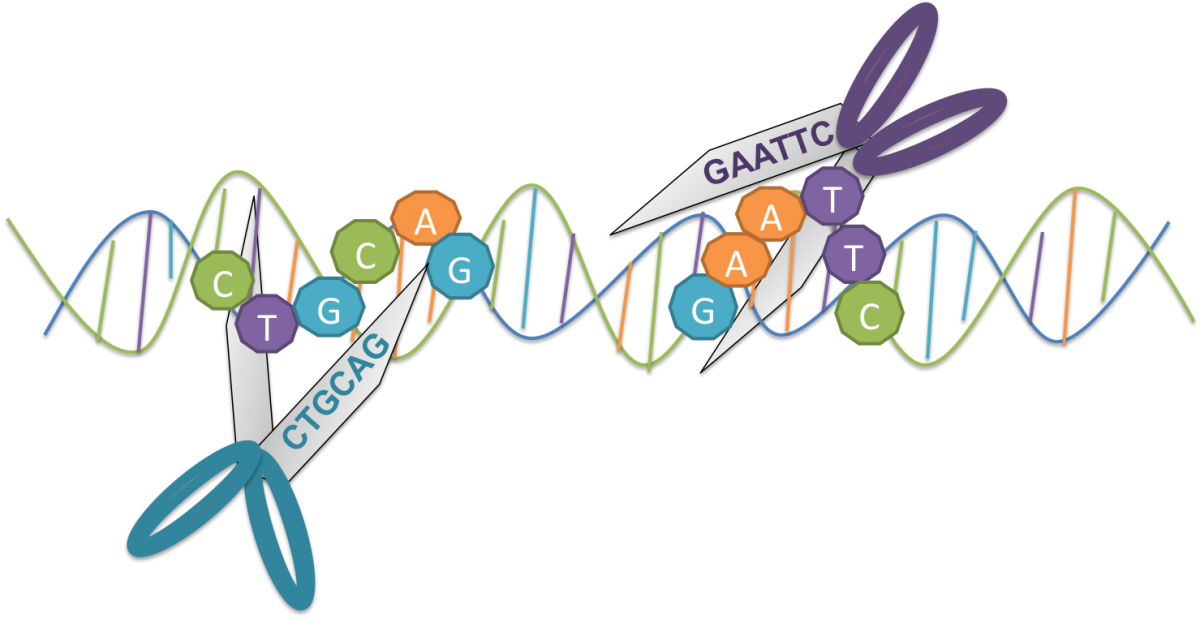 Bacteria Clipart Enzyme - Restriction Enzymes Molecular Scissors - Png Download (1200x619), Png Download