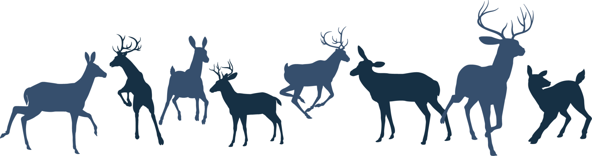 Reindeer Herd Transparent Clipart (1920x507), Png Download