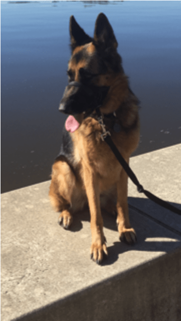 Old German Shepherd Dog Clipart (638x638), Png Download