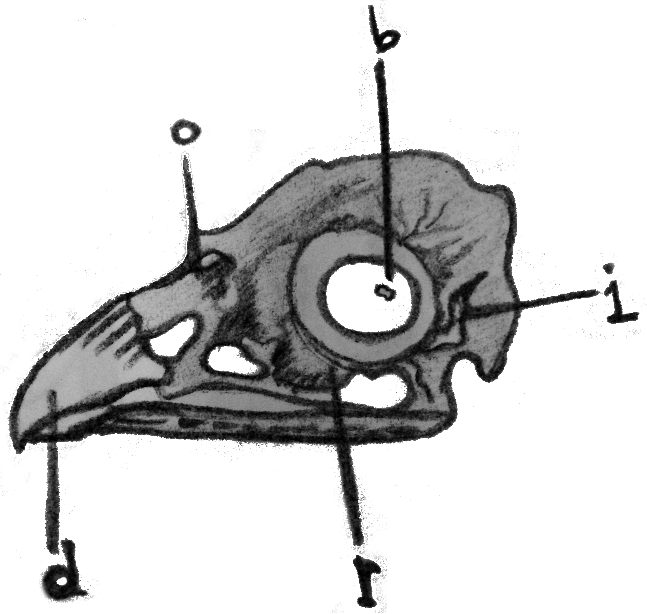 Birdo - Sketch Clipart (2235x2121), Png Download