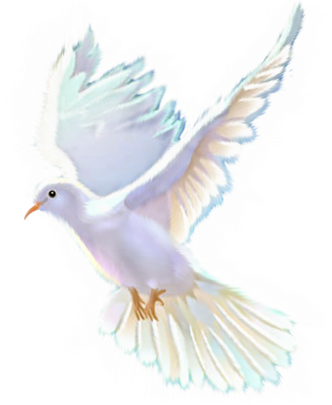 Яндекс - Фотки - Pigeons And Doves Clipart (656x800), Png Download