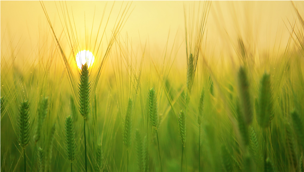 Score 50% - Agribusiness Clipart (1000x1000), Png Download