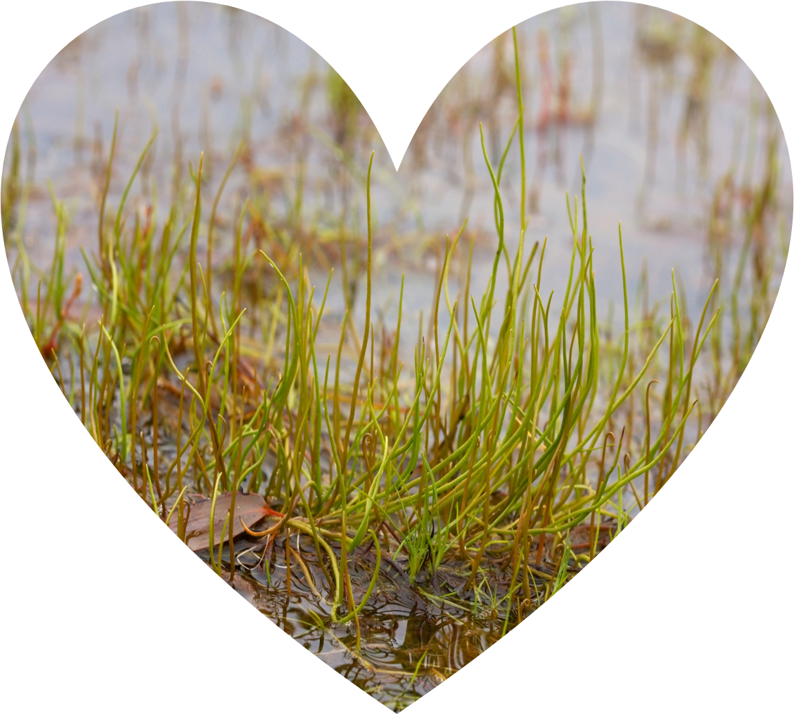 Fht - Grass Clipart (1151x1035), Png Download