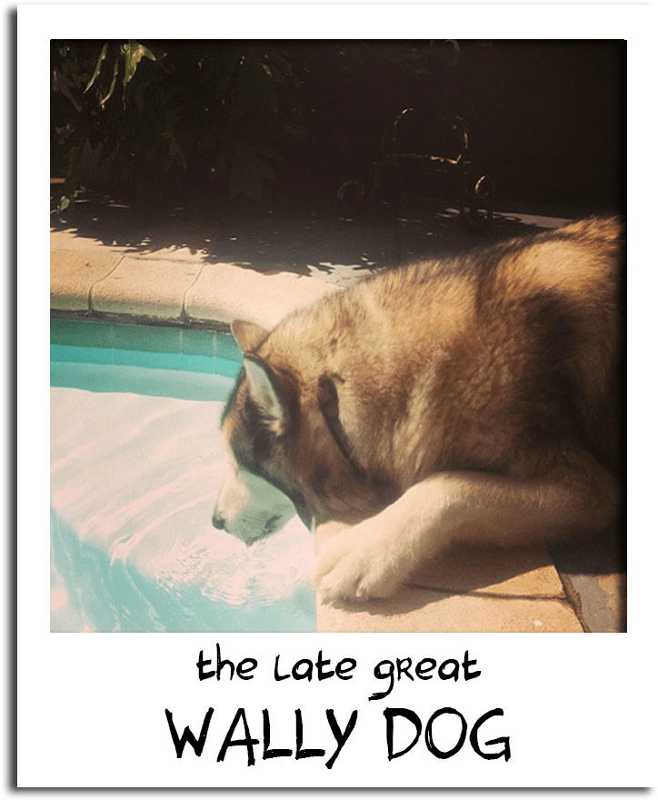 What Do You Mean This Isn't My Water Bowl - Anatolian Shepherd Dog Clipart (1400x1050), Png Download