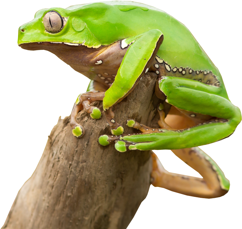 Kambo Is An Amazing Tool, But That Doesn't Mean It's - Barking Tree Frog Clipart (832x1000), Png Download