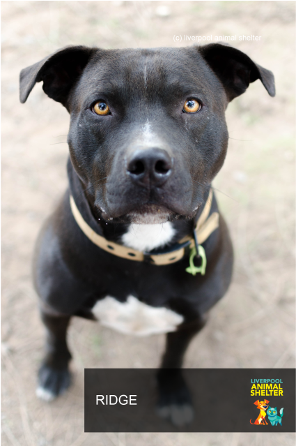 Donate To Petrescue - Dog Catches Something Clipart (638x638), Png Download