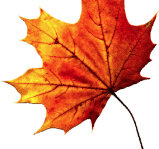 Maple Leaf Transparent Background Clipart (640x480), Png Download