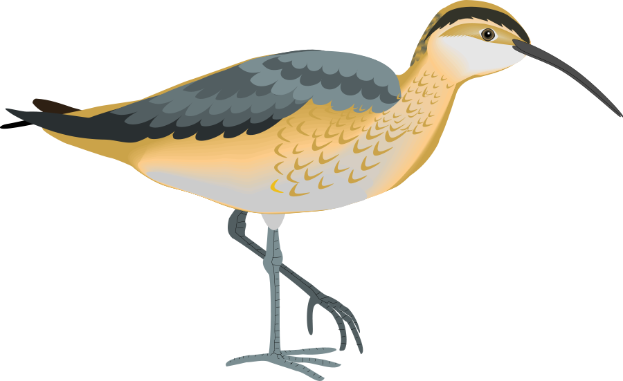 Clip Art - Png Download (900x551), Png Download