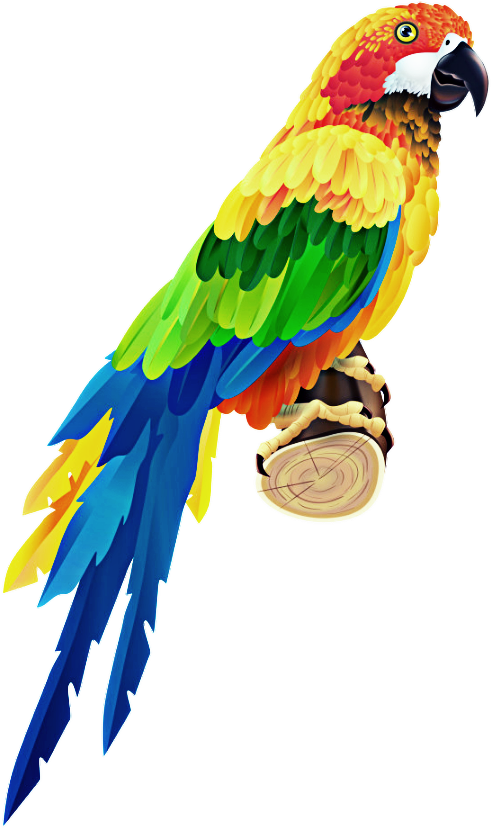 Colorful Parrot Clipart (502x856), Png Download