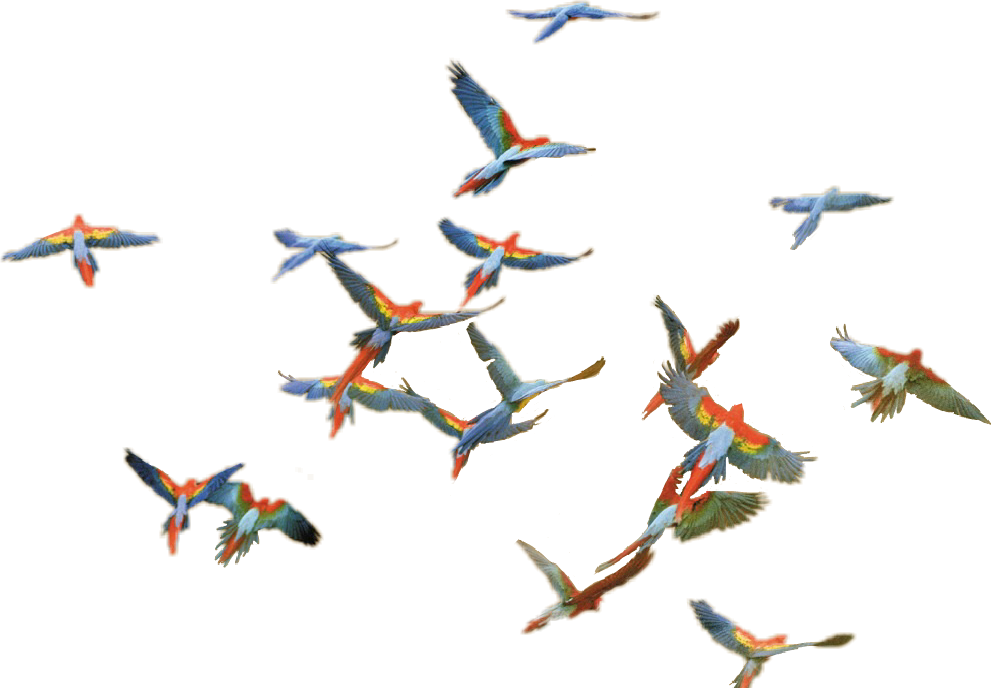 Into Africa Frans Lanting Clipart (991x688), Png Download