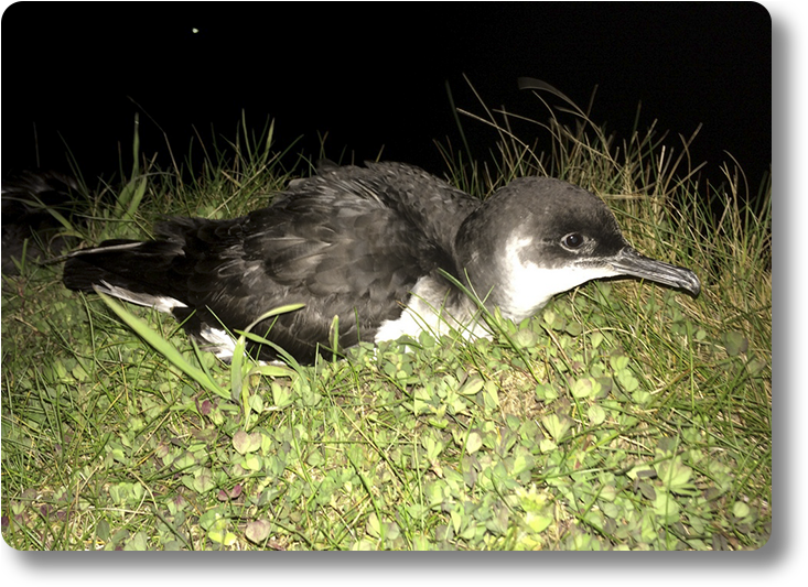 Poster Manx Ss - Eastern Kingbird Clipart (770x550), Png Download