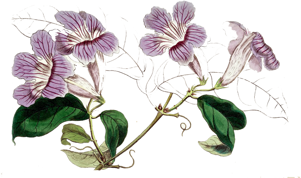 Violet - Cattleya Clipart (975x599), Png Download