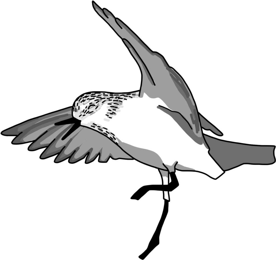 Happy Red-necked Stint - Osprey Clipart (1024x942), Png Download