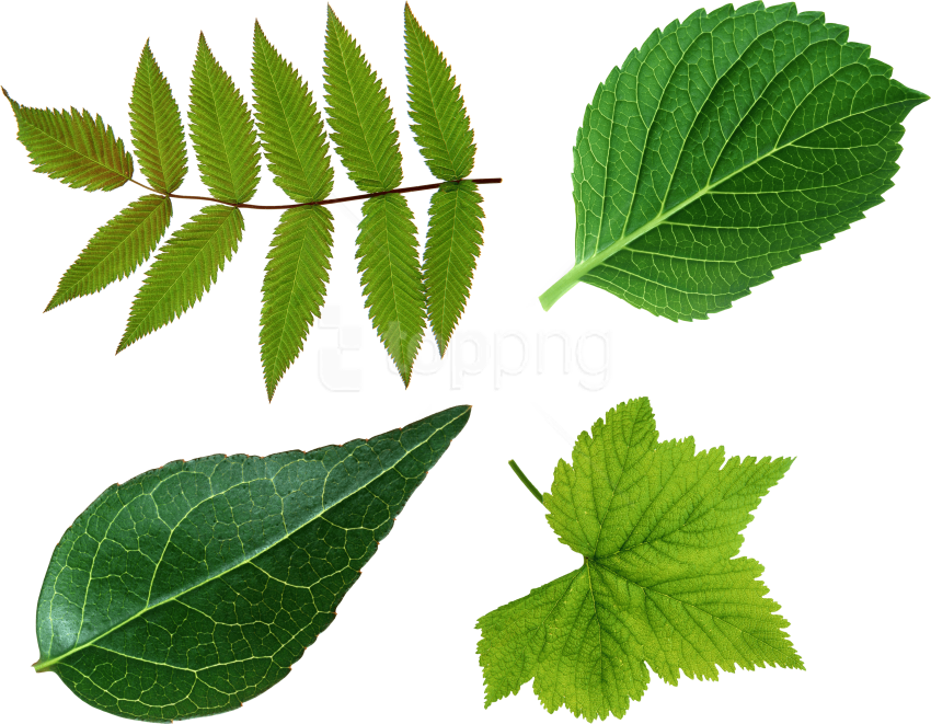 Free Png Download Green Leaves Png Images Background - Leaf Png Clipart (850x661), Png Download