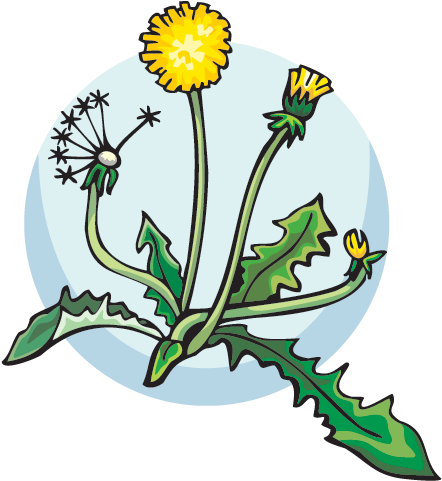 Dandilion - Ecosystem Transparent Clipart (641x480), Png Download