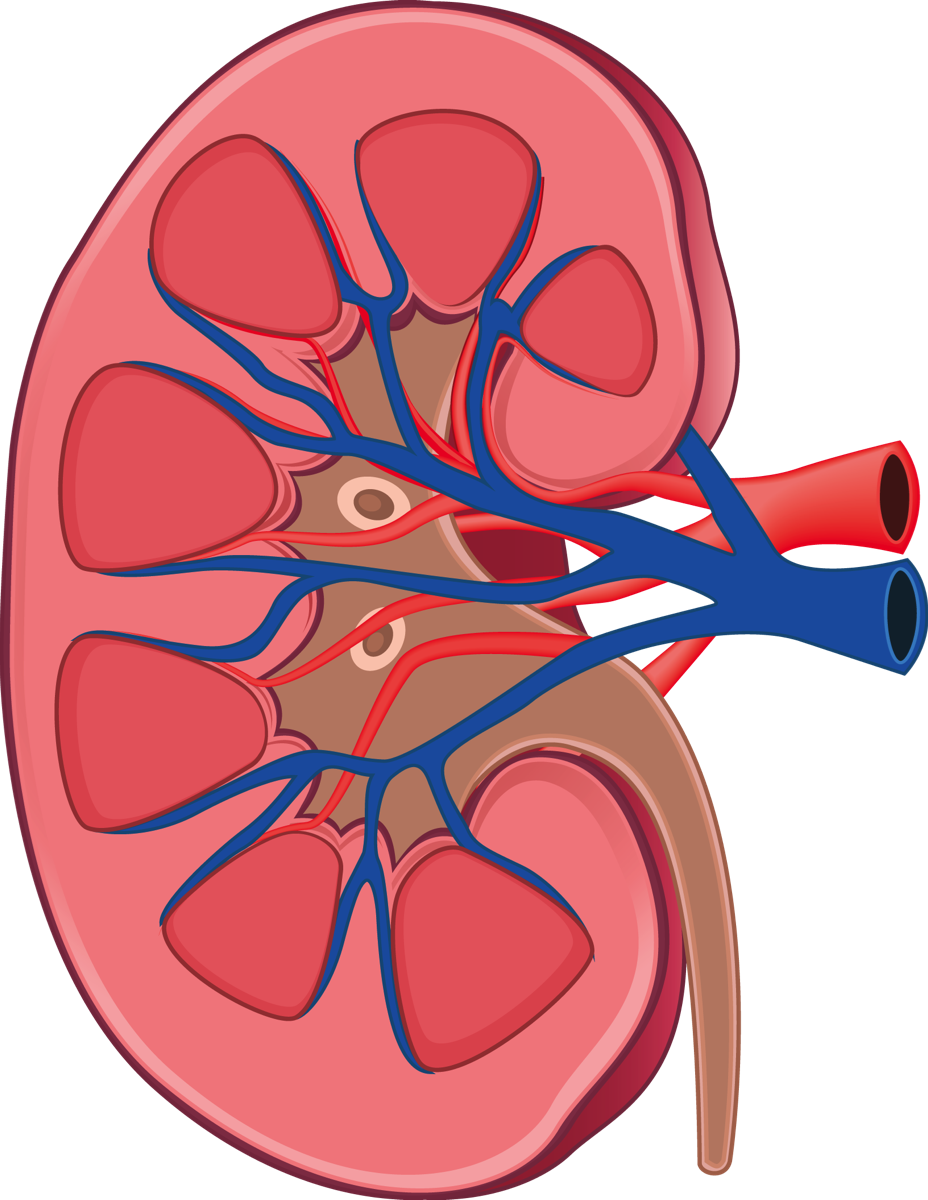Kidney Png Clipart (928x1200), Png Download