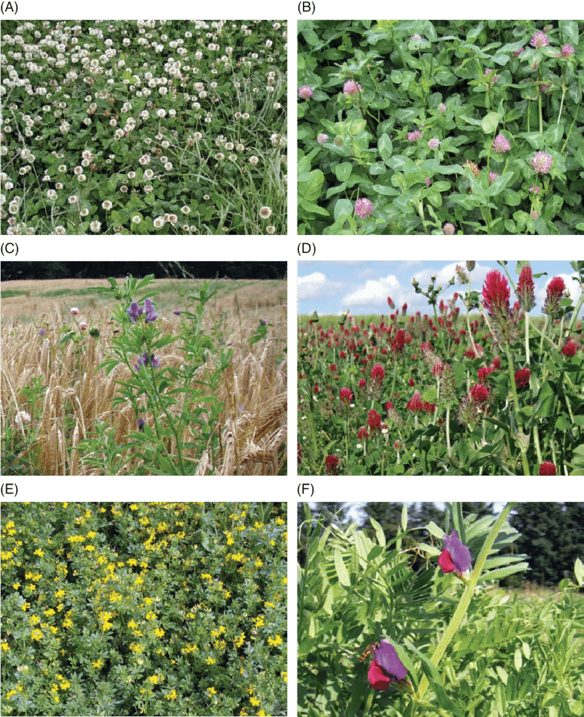 Legume Species Suitable For Green Manures - Tulip Clipart (850x1043), Png Download