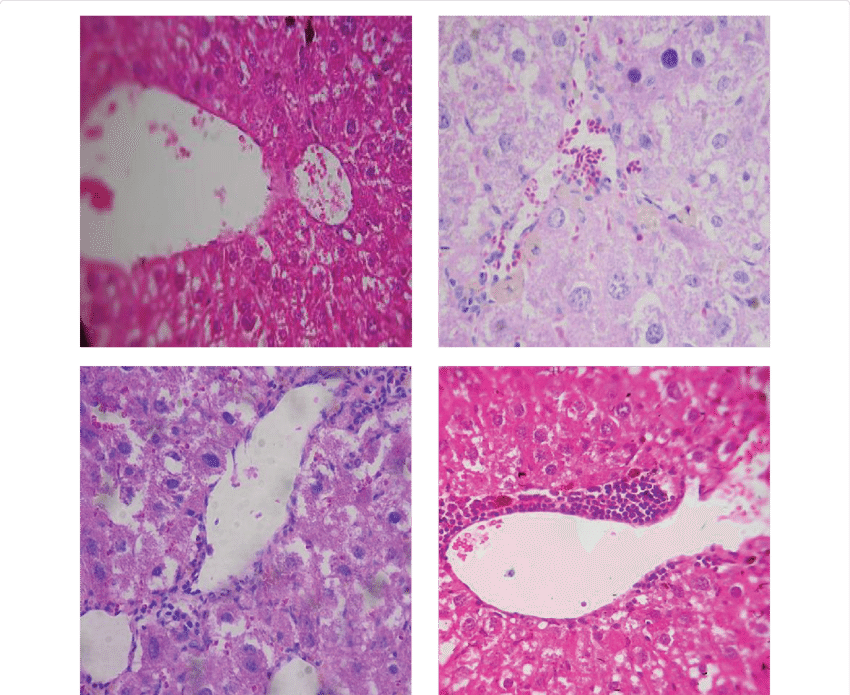 Effect Of Untreated And Selenium Treated Mscs On Histopathological - Whale Clipart (850x695), Png Download