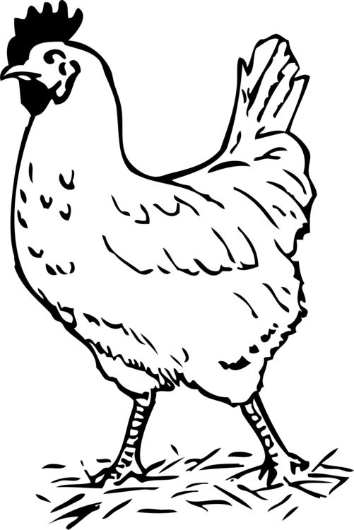 Silkie Black And White Galliformes Hen Poultry - Hen Black And White Clipart (501x750), Png Download