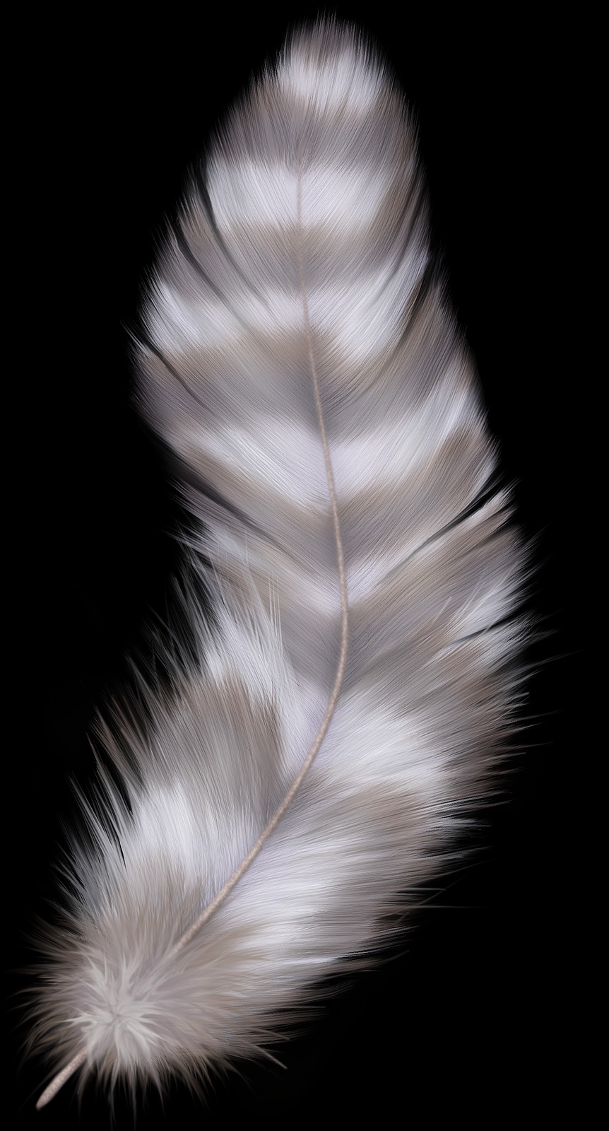 羽毛 素材 Clipart (862x1600), Png Download