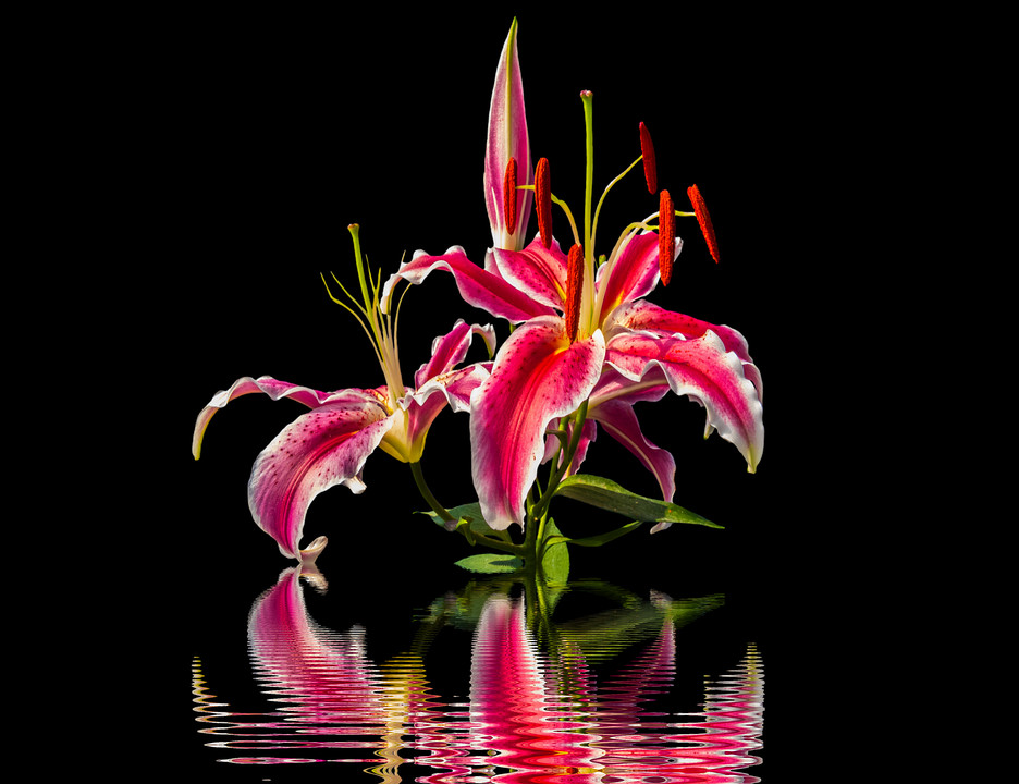 2 - Lily Clipart (936x720), Png Download