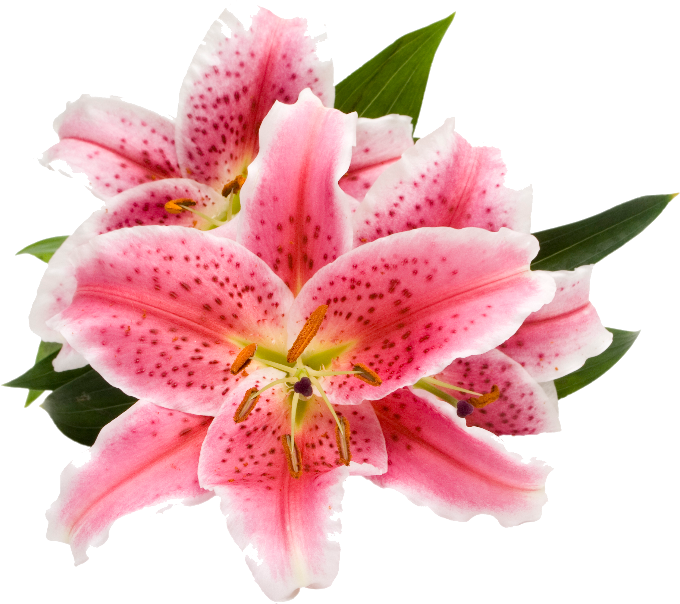 Ecoscents Stargazer Lily Wax Melts , Pink (2298x2298), - Stargazer Png Clipart (2287x2032), Png Download