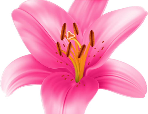Stargazer Lily Cliparts - Pink Lily Flower Clipart - Png Download (640x480), Png Download