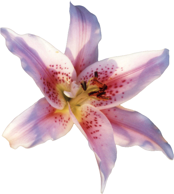 Part 1 Of - Lily Flower Gif Png Clipart (592x659), Png Download