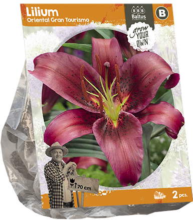 222450 Lilium Oriental Gran Tourismo Per 2 - Saffron Crocus Clipart (600x600), Png Download