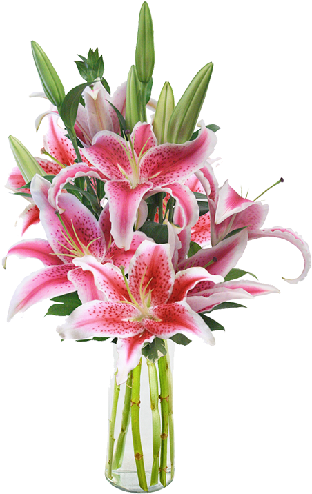If You Think Your Cat May Have Ingested Even A Part - Stargazer Lilies In A Vase Clipart (452x716), Png Download