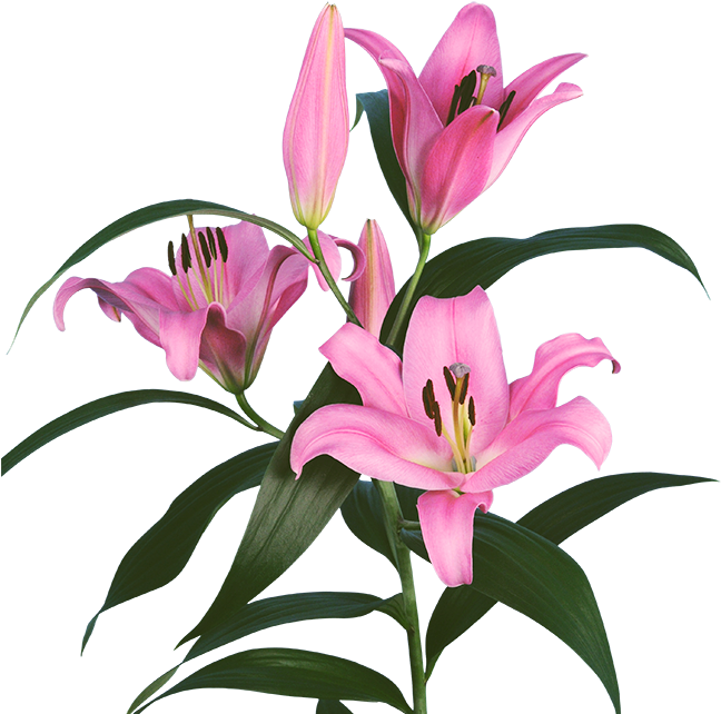 Our Product Portfolio - Oriental Lily Pink Palace Clipart (700x700), Png Download