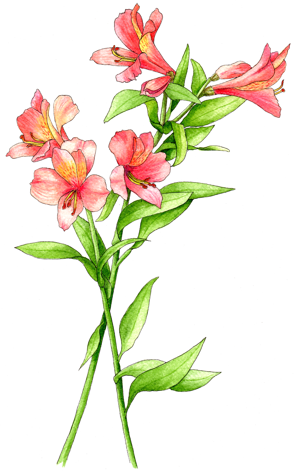 Illustration By Helen Krayenhoff - Peruvian Lily Clipart (1000x1598), Png Download