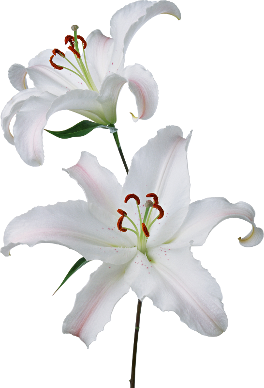 White Lilies - White Lilies Png Transparent Clipart (546x800), Png Download