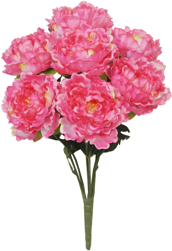 22" Peony Bush - Common Peony Clipart (600x866), Png Download