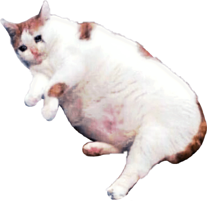 Catsofpicsart Cat Sad Meme Sticker By Kananessuno - Sad Cats Meme Png Clipart (717x694), Png Download