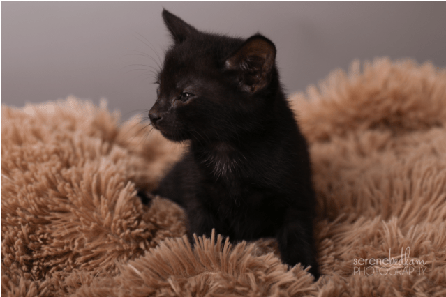 Photo Of Jackson Storm Nc689 - Black Cat Clipart (638x638), Png Download