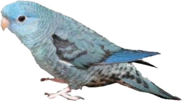 Image - Hatoful Boyfriend Clipart (1200x1200), Png Download