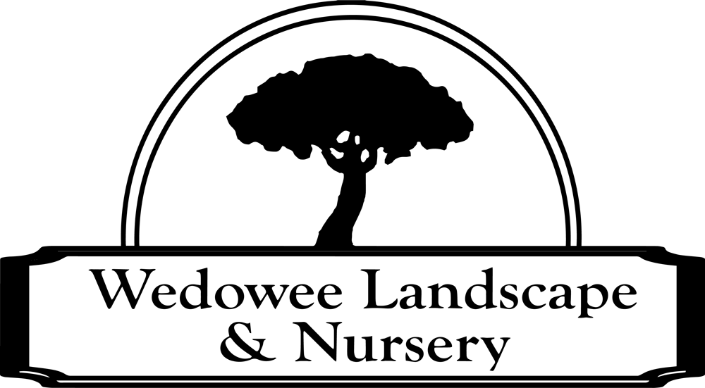 Chess Kids Clipart (1000x551), Png Download