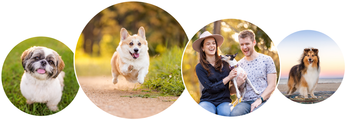 Choose Your Session Type - Pembroke Welsh Corgi Clipart (1140x409), Png Download