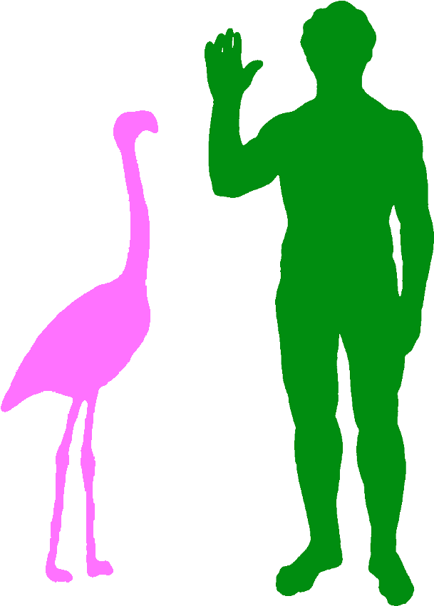 A Typical Greater Flamingo And A Human - Size Of A Flamingo Clipart (656x908), Png Download