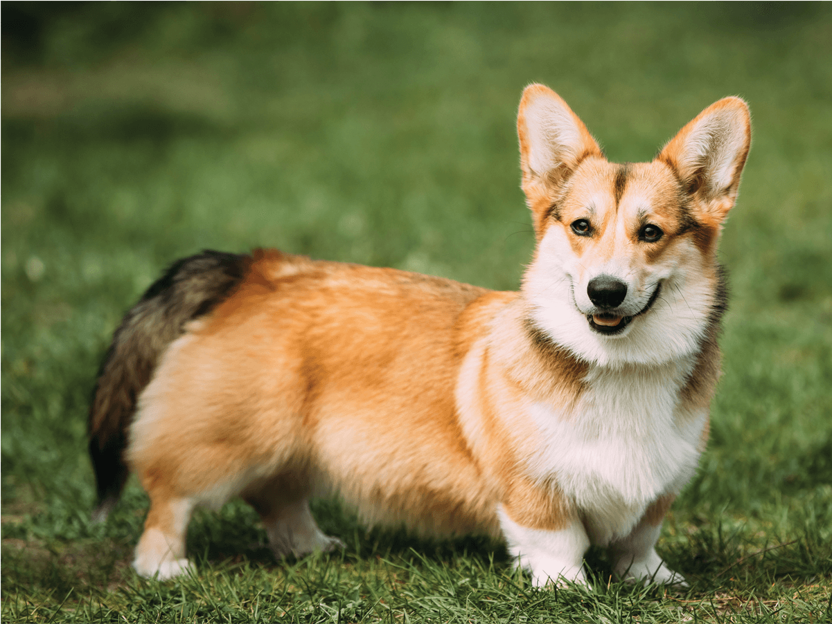 Pembroke Welsh Corgi Clipart (1200x1200), Png Download