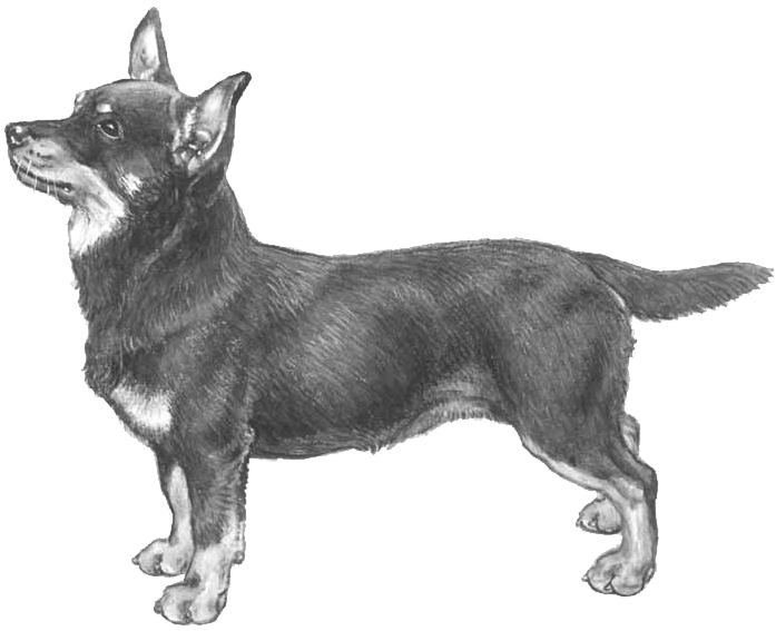 Lancashire Heeler - Lancashire Heeler Pencil Drawing Clipart (800x800), Png Download